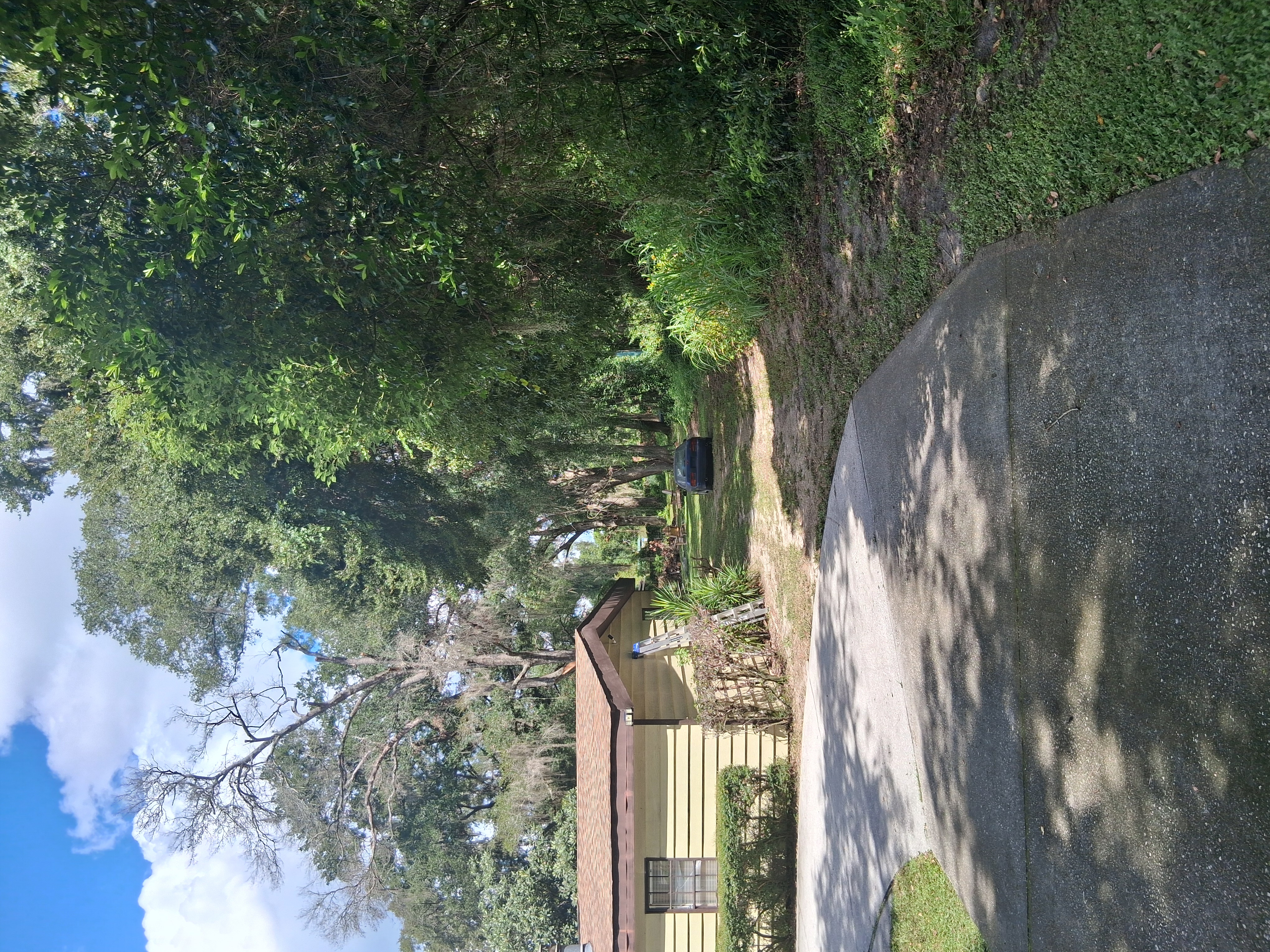 Shrub and hedge trimming
