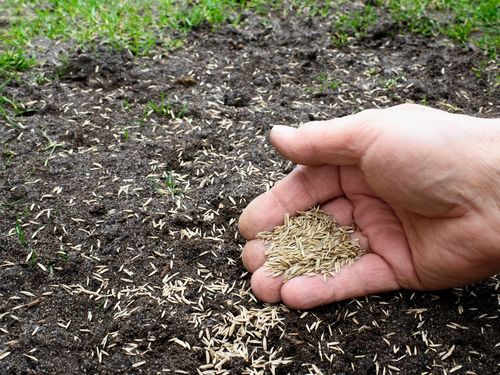 Middleton Over Seeding