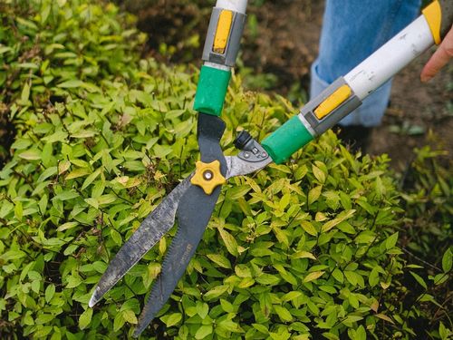 Middleton Bush Trimming