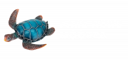 Fare HONU Moorea — Moorea