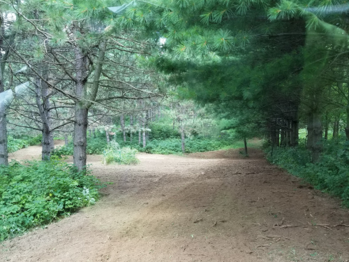  Forestry Mulching