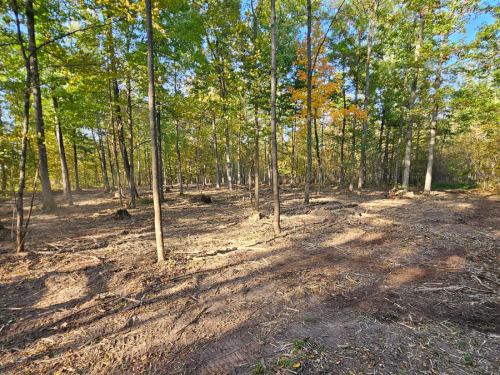Buffalo Musclewood Mulching