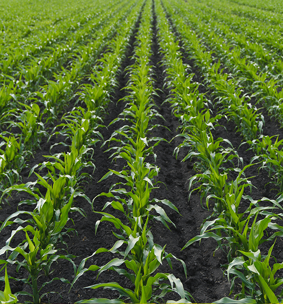 Corn that was sprayed with fungicide using a DJI T50 Drone