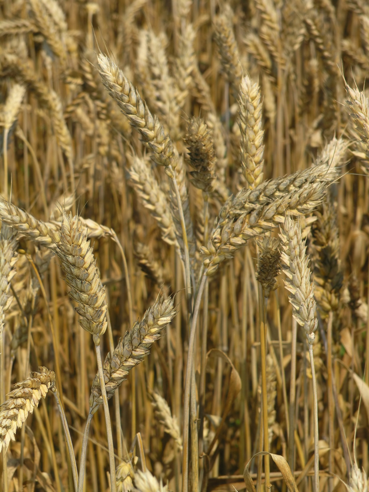 a close up of wheat