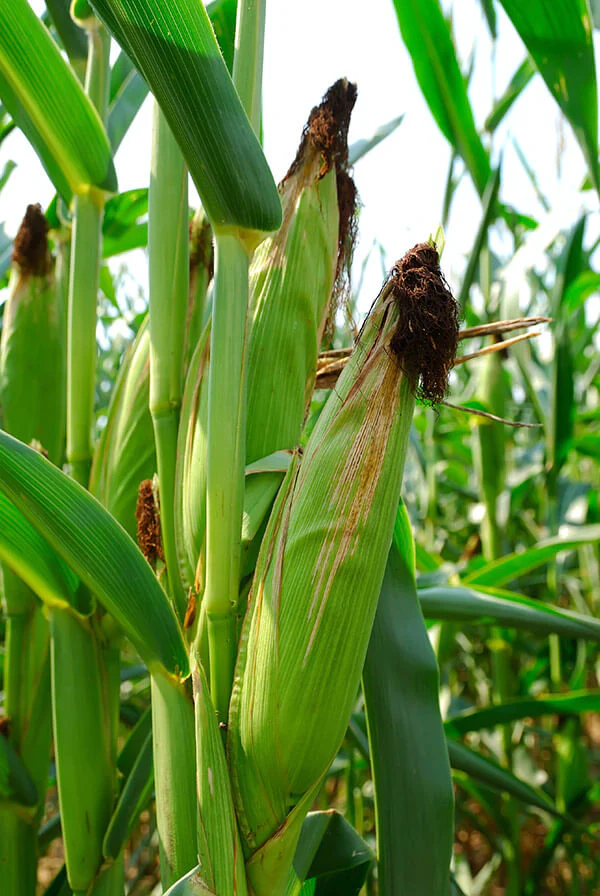 a corn plant with green leaves