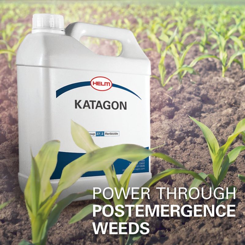 katagon jug on soil