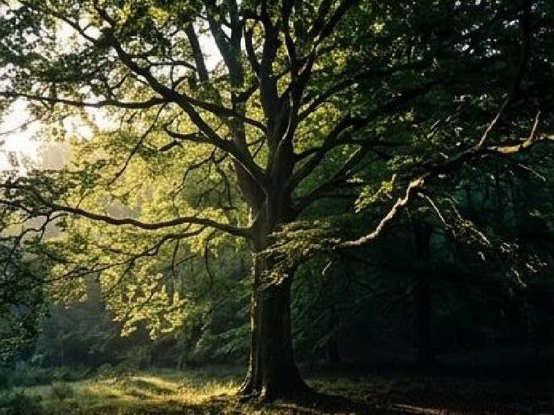 A mature tree at the edge of a forest, with part of its trunk and canopy illuminated by warm sunlight while another part remains in deep but detailed shadow. From the shadowed side, several living branches extend toward the light, carrying fresh leaves.