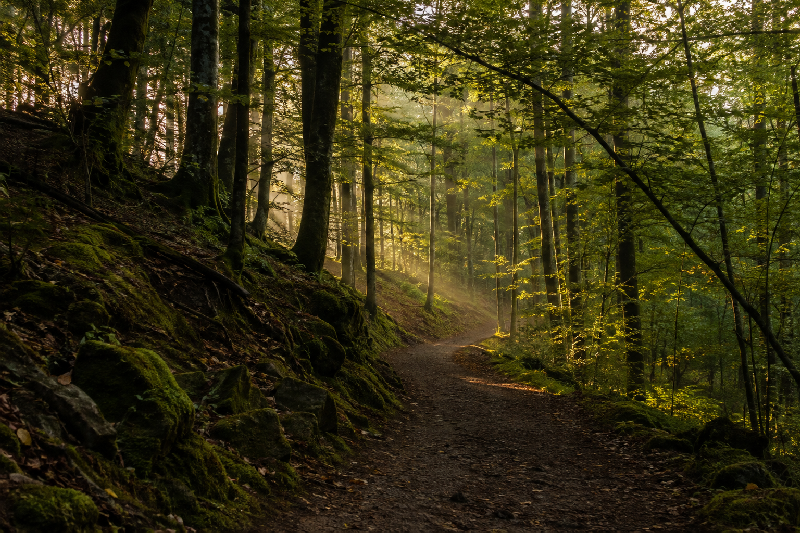 A quiet woodland path in early morning, winding gently through mature trees and disappearing around a bend so the destination cannot be seen. Soft diffused golden light filters through deep green leaves and illuminates only portions of the path ahead. The scene evokes moving forward without knowing exactly where the path leads, guided by subtle perception rather than certainty.