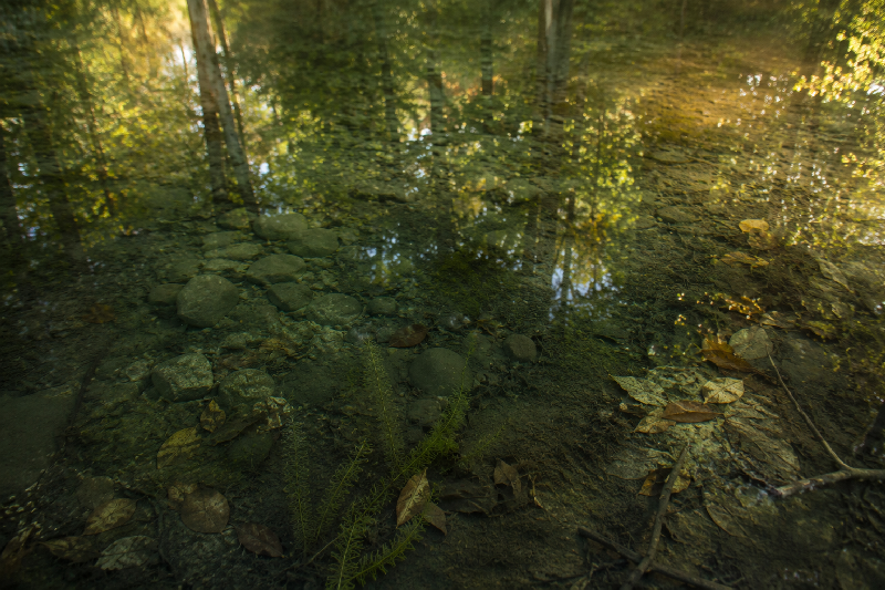 An intimate view looking through the clear shallows of a secluded forest pond. Fine sediment is gently settling toward the bottom, revealing smooth stones, fallen leaves and subtle aquatic plants beneath the water. The upper portion of the water softly reflects surrounding green trees and warm golden light, creating layers of surface, reflection and what lies beneath. The water feels as though it has just become still.