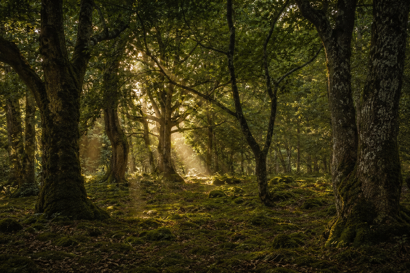 A grove of mature trees seen from within the forest, each tree distinct in shape, age and distance, while their branches and canopy subtly overlap overhead to form one interconnected living environment. Several narrow shafts of warm golden sunlight enter from different directions and meet softly within the shared space between the trees.