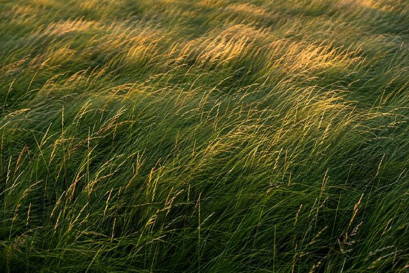 A close but expansive view of tall meadow grasses moving together in a gentle wind, each individual stem distinct while collectively creating flowing wave-like patterns across the landscape. Warm late-afternoon sunlight catches portions of the grasses in soft gold while deeper areas remain rich green.