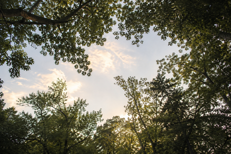 A mature forest canopy viewed upward from below, with individual branches and leaves framing irregular openings of sky between them. Soft golden sunlight enters primarily through these spaces rather than illuminating the trees directly.
