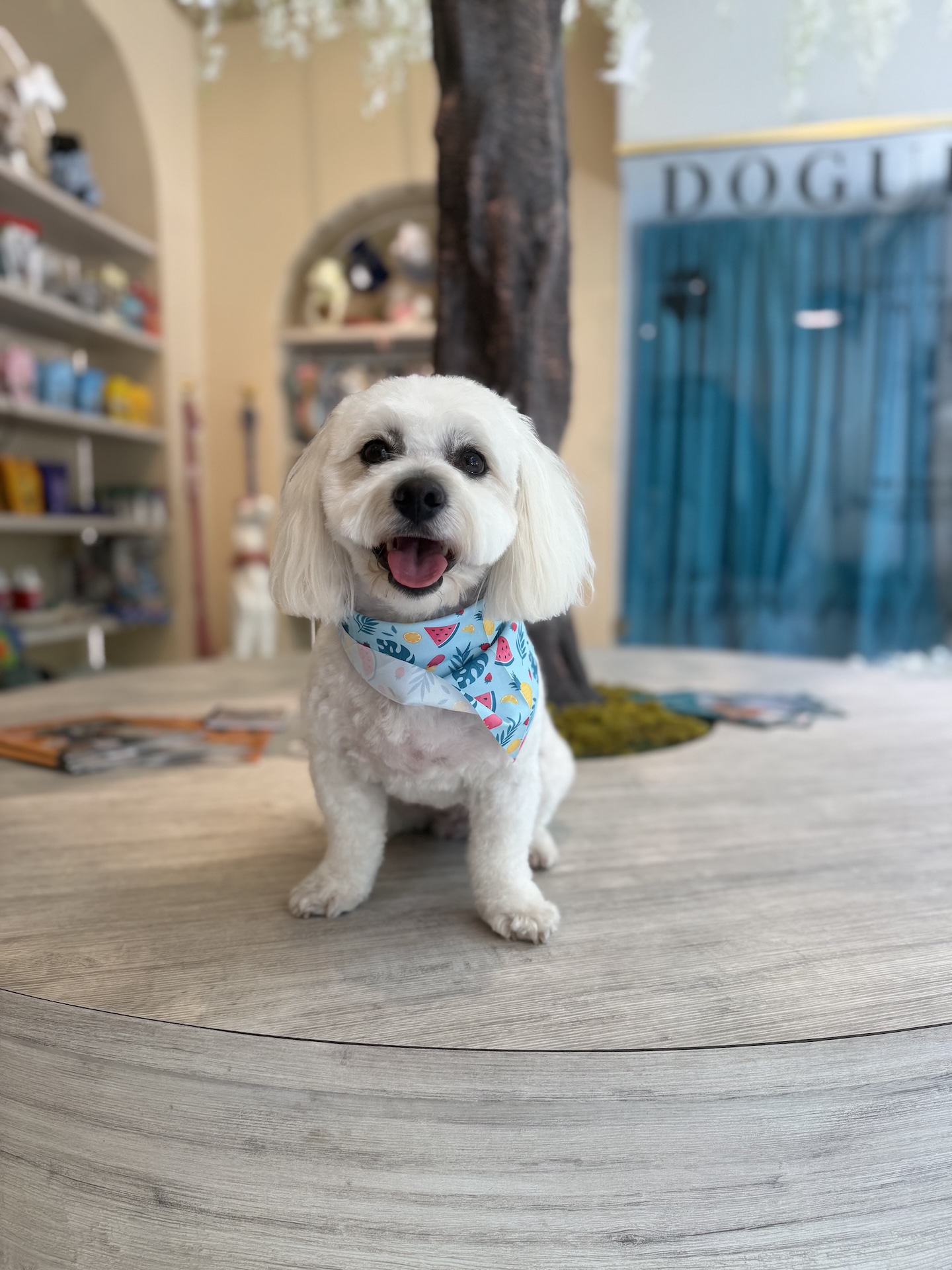 Beautifully groomed dog in Lady Lake