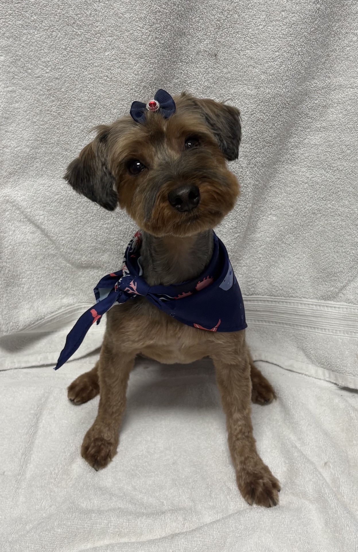 Beautifully dried and styled dog
