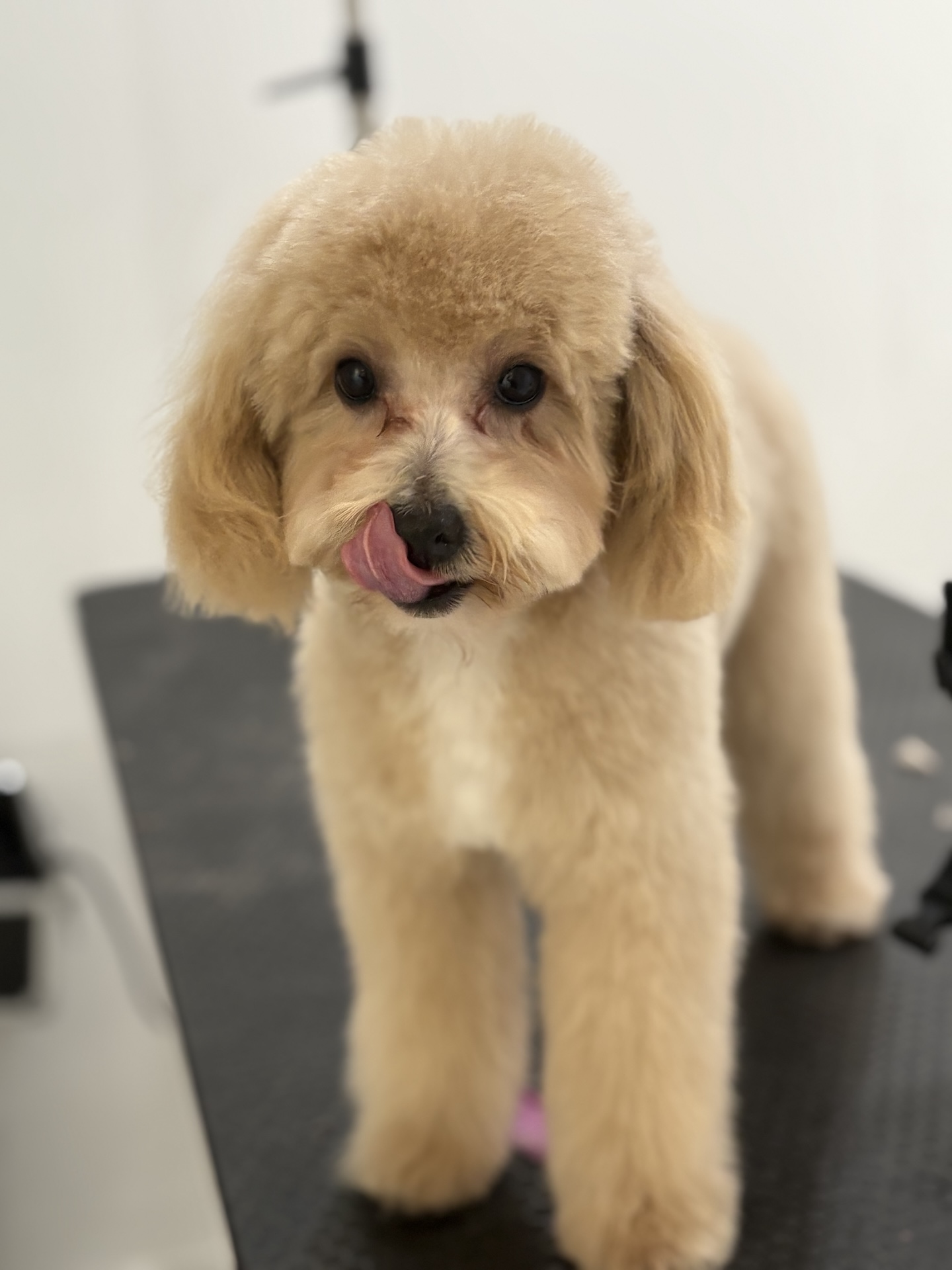 Happy groomed dog