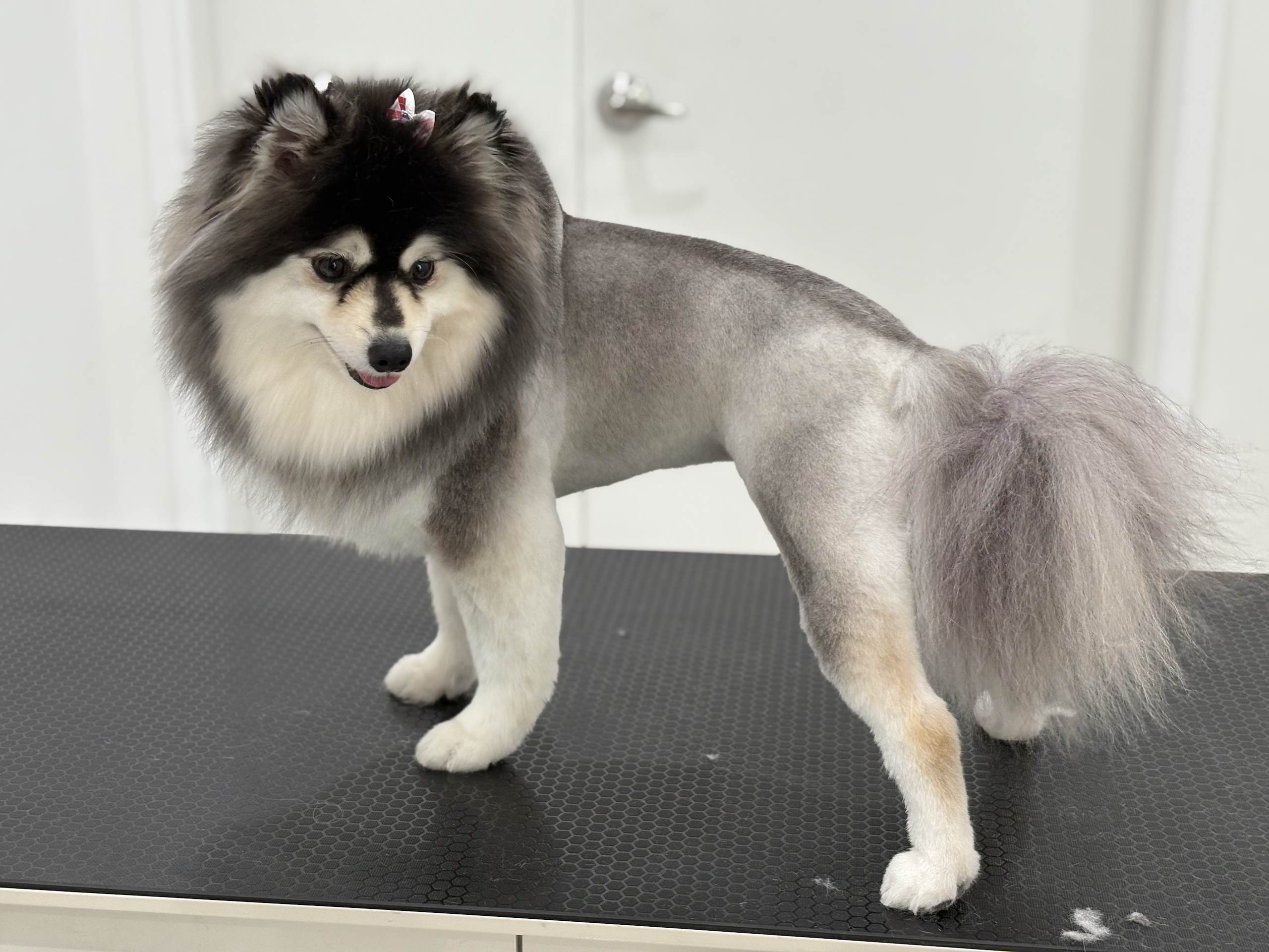 Happy dog with a healthy coat