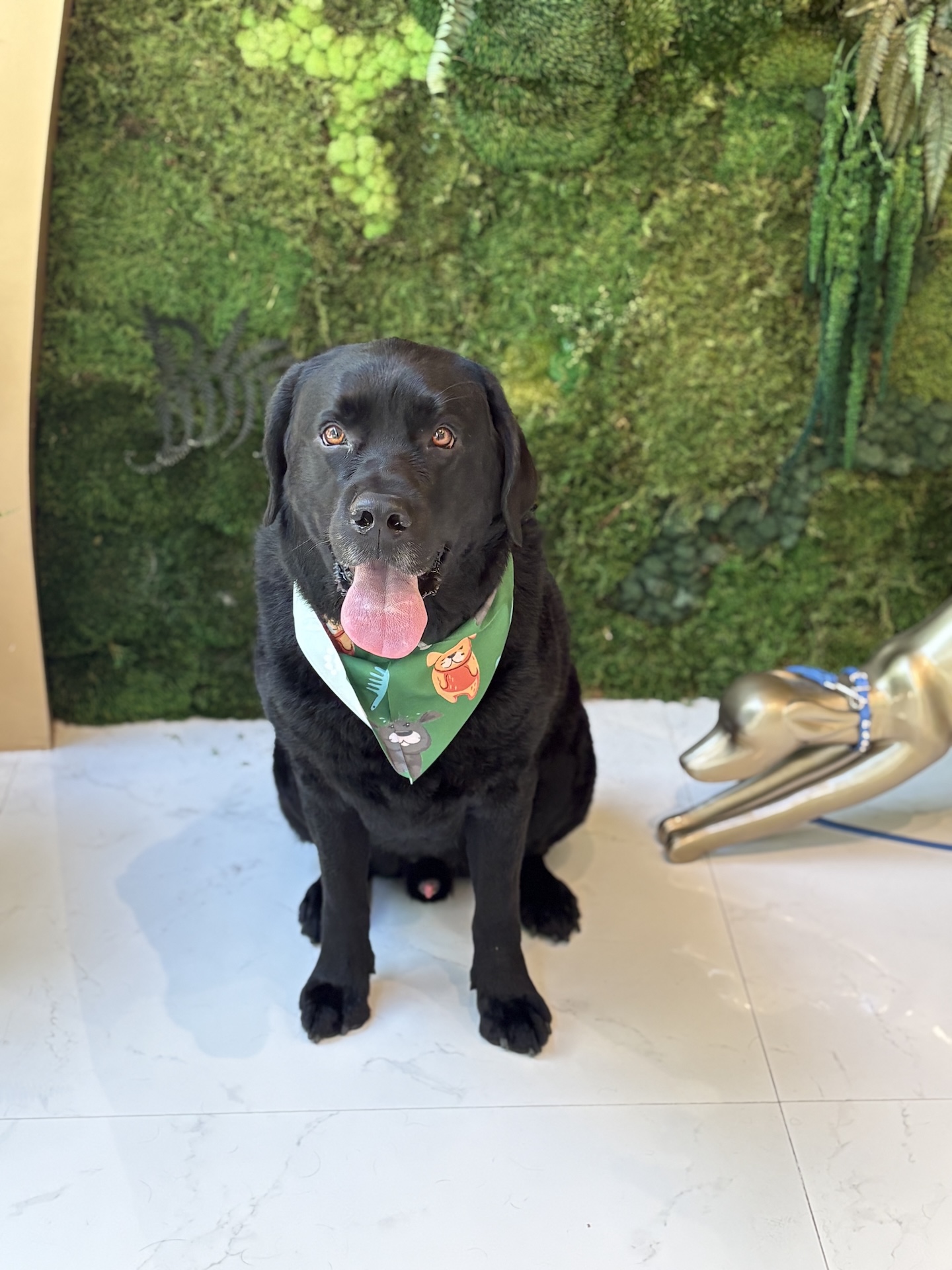 Dog receiving personalized care
