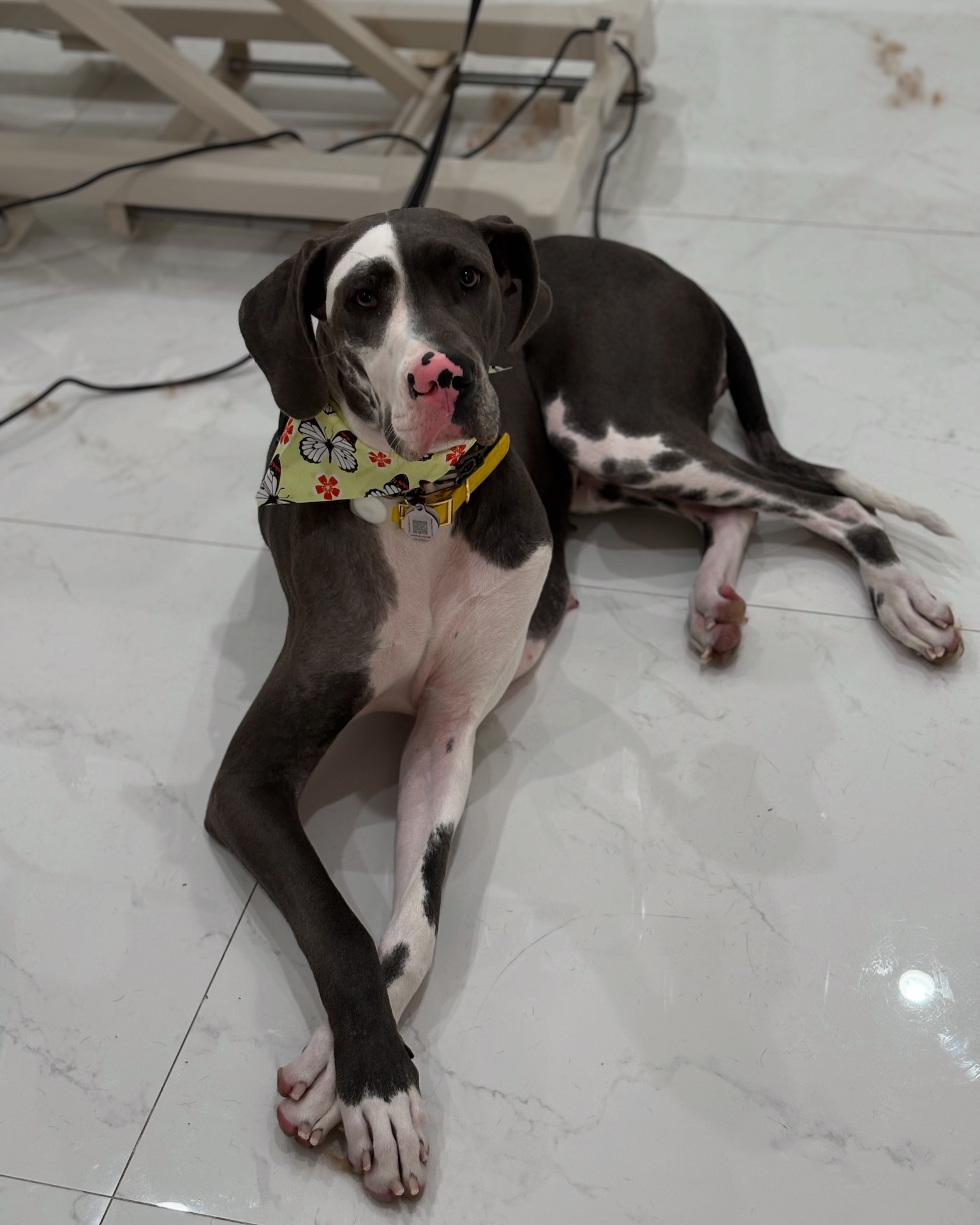 Relaxed dog enjoying grooming