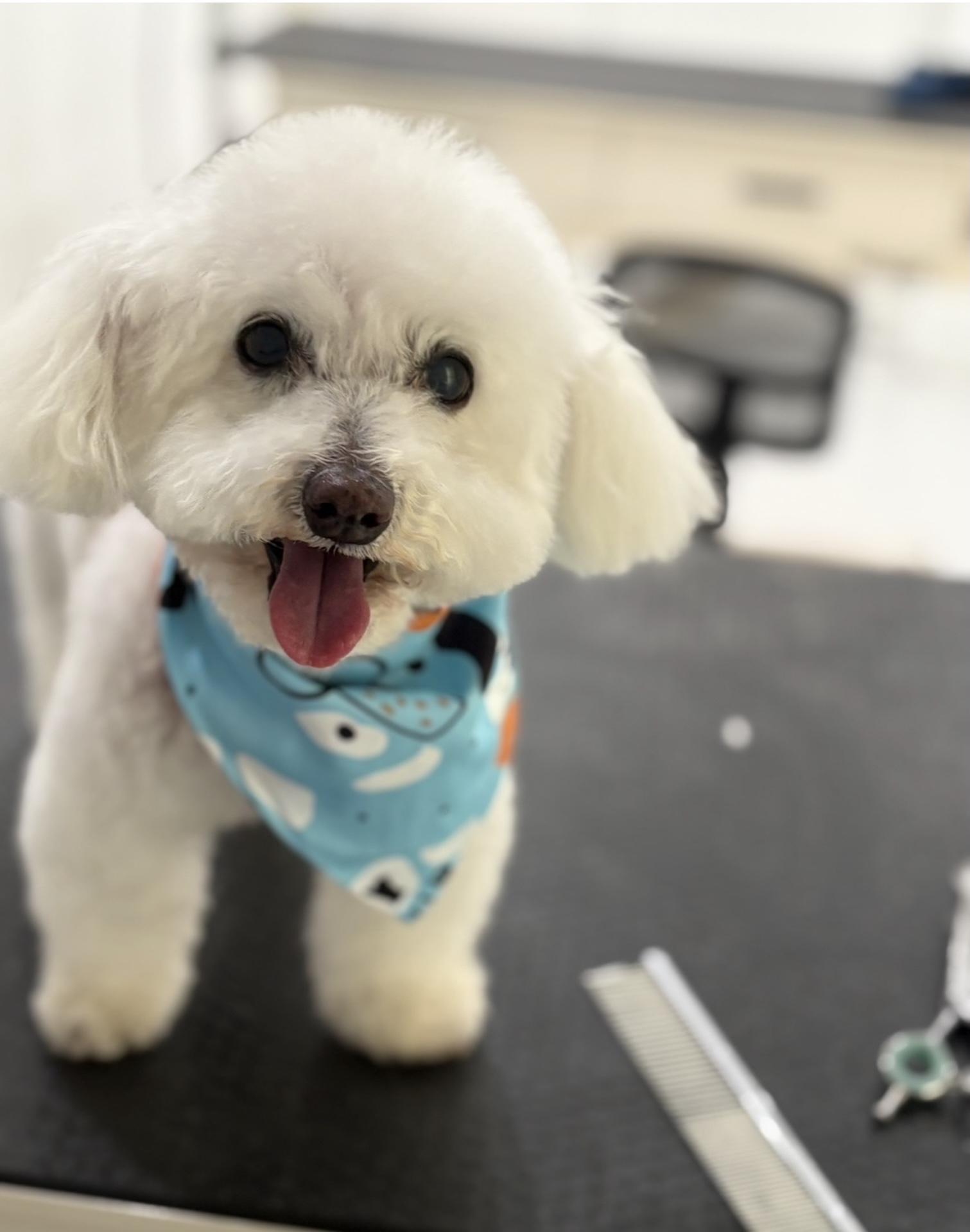 Owner and dog connection