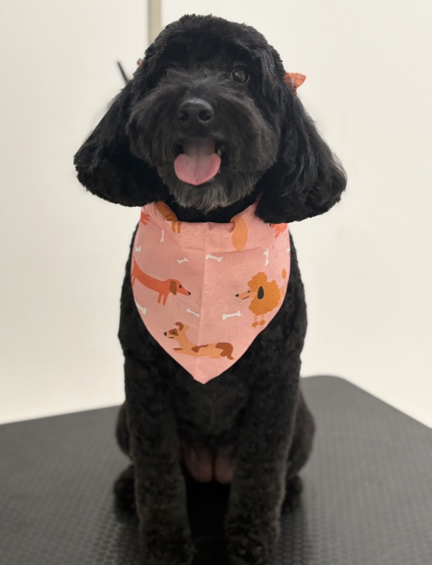 Perfectly groomed dog portrait