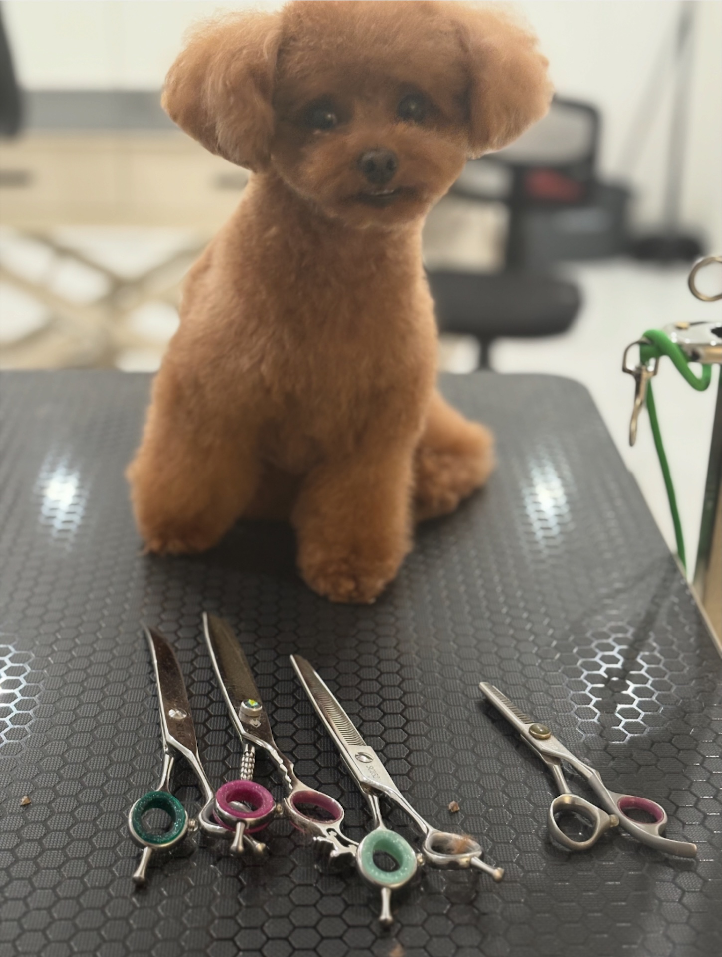 Beautifully maintained dog coat
