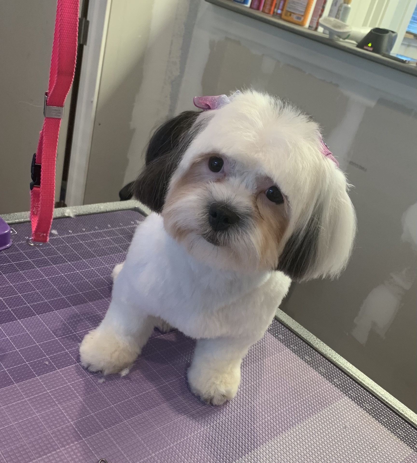 Dog receiving personalized care