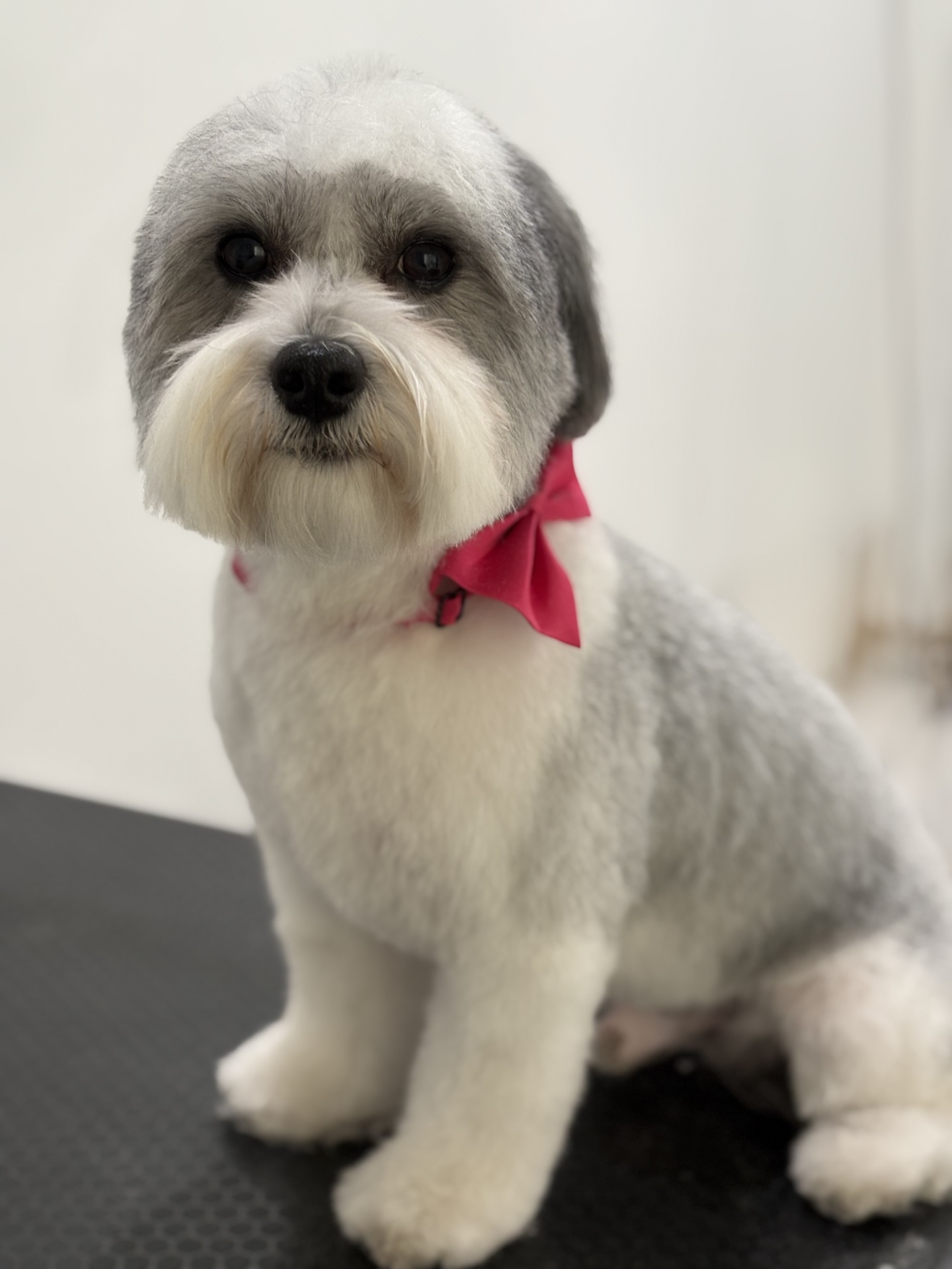 Happy groomed dog