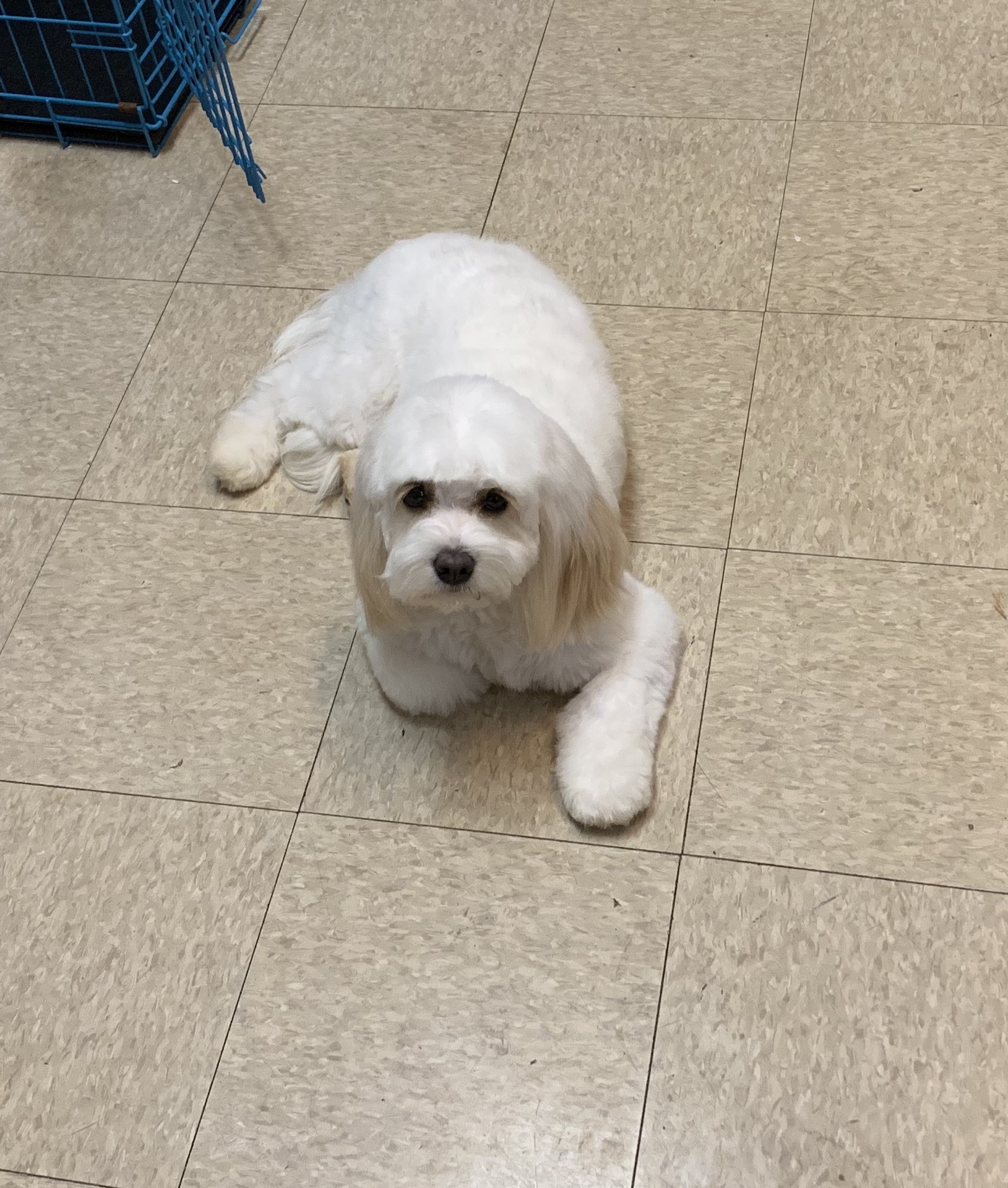 Beautifully groomed dog in Summerfield