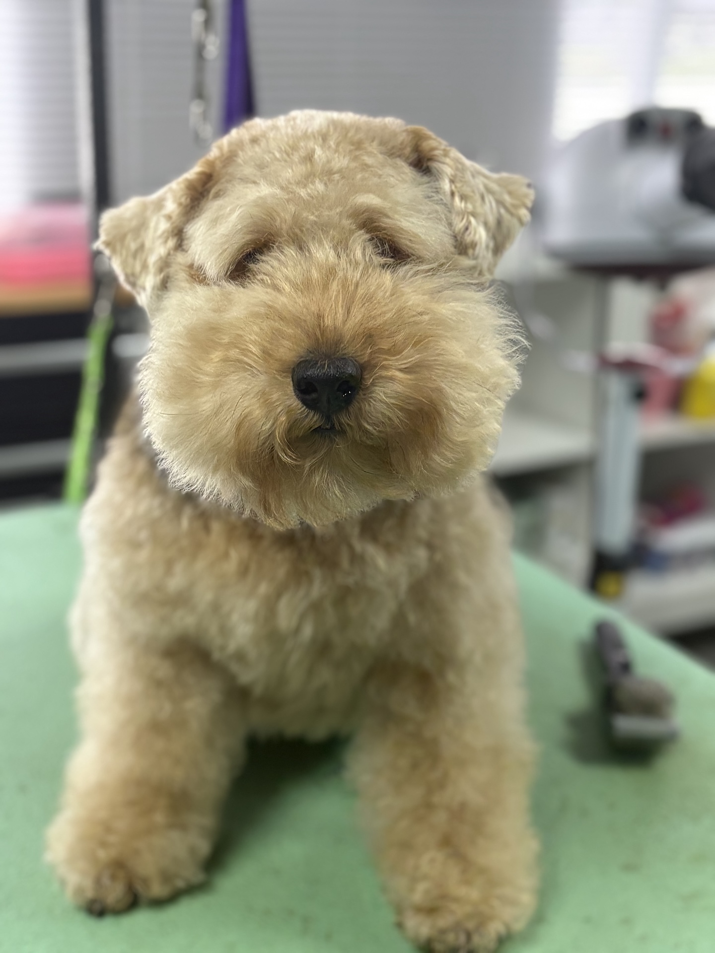 Groomed dog