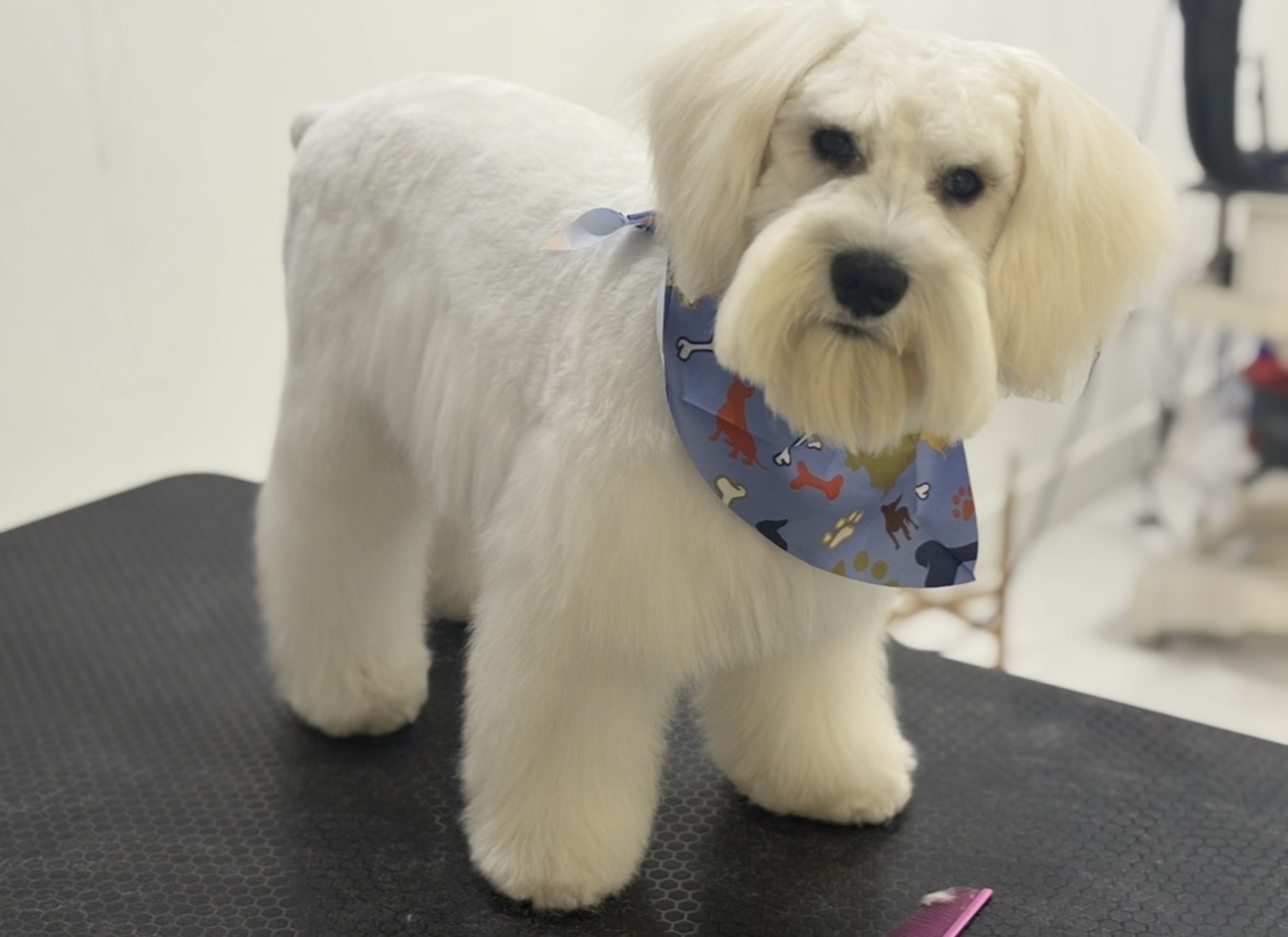 Groomed dog
