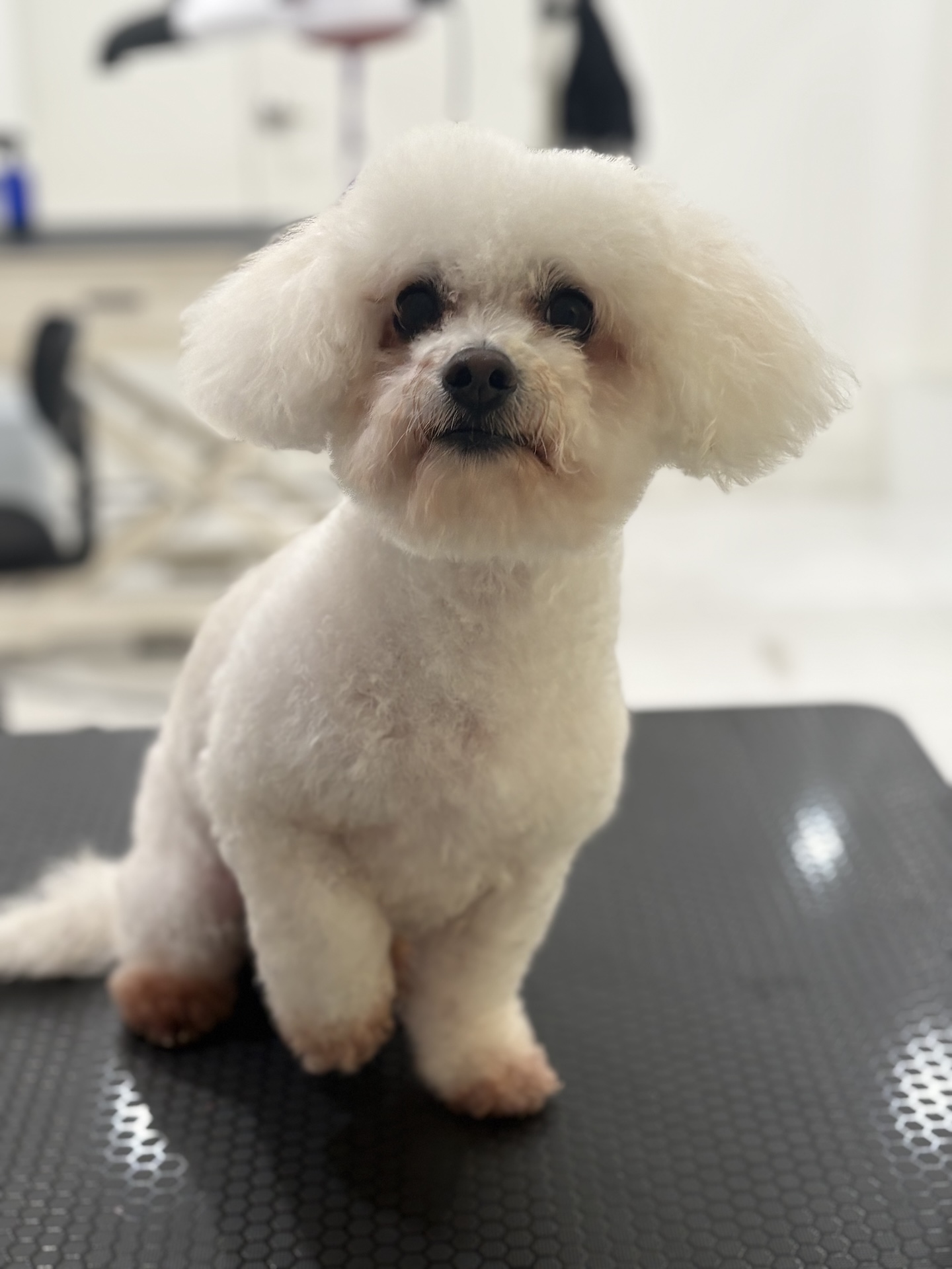 Groomed dog