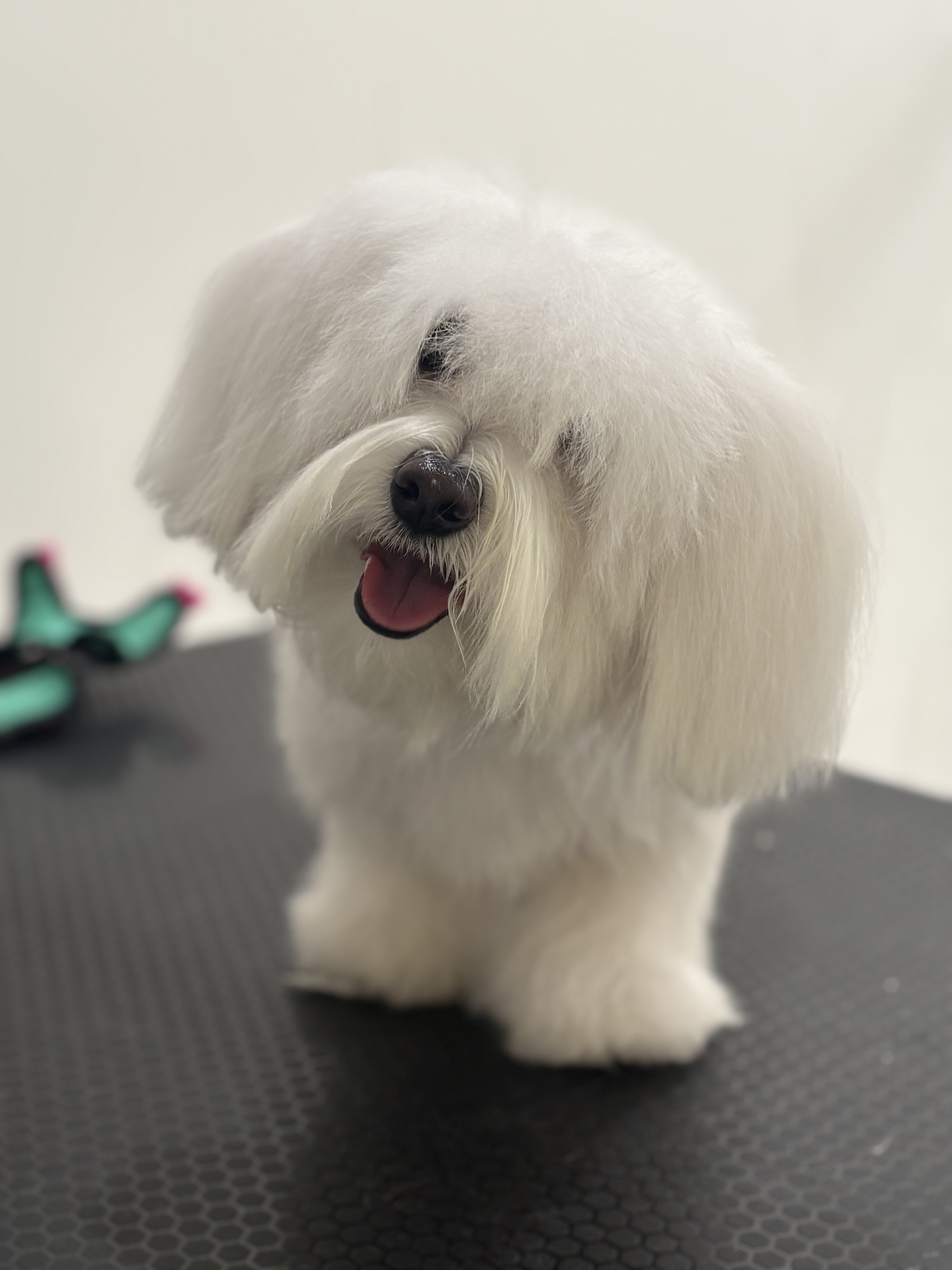 Groomed dog