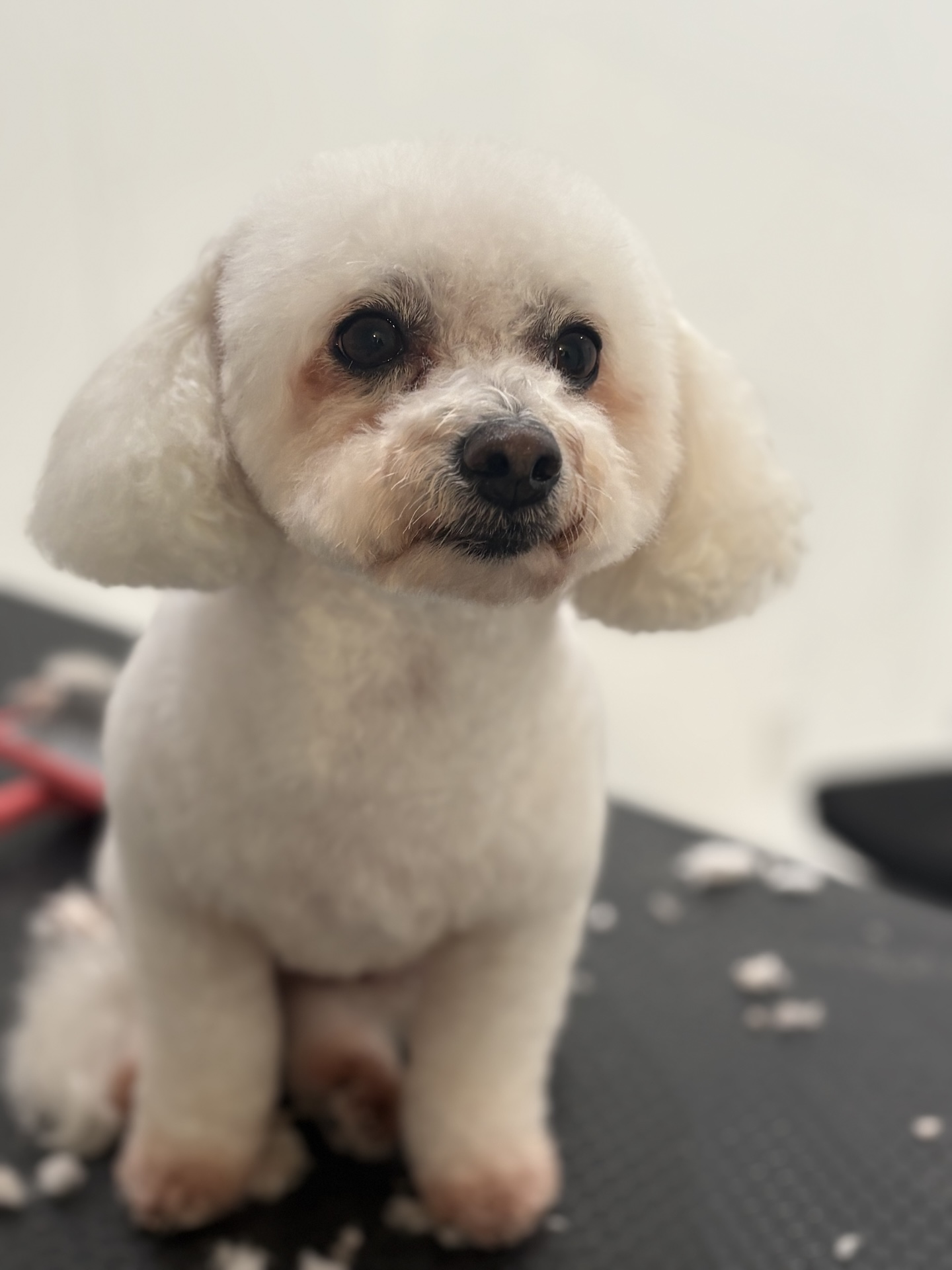 Groomed dog