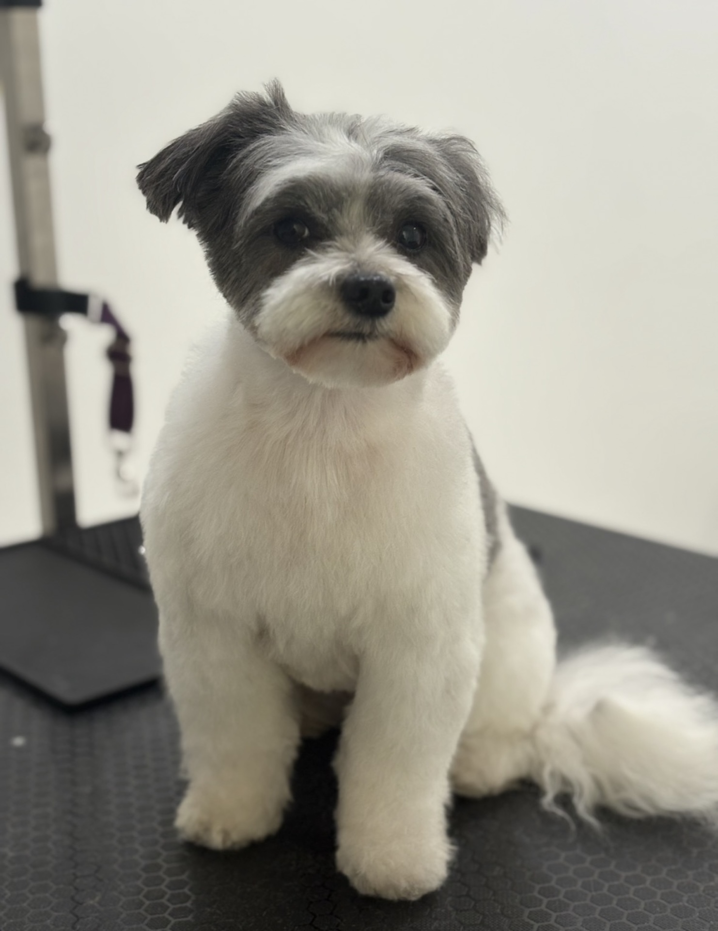 Groomed dog