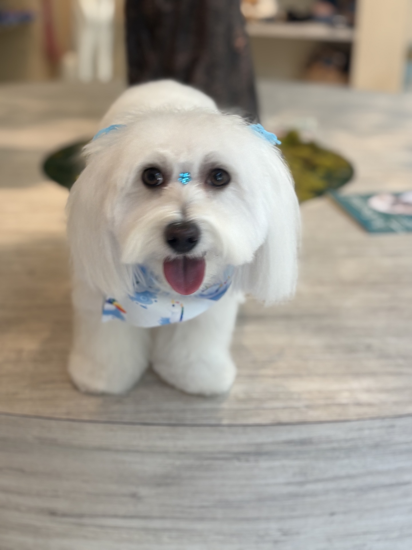 Groomed dog