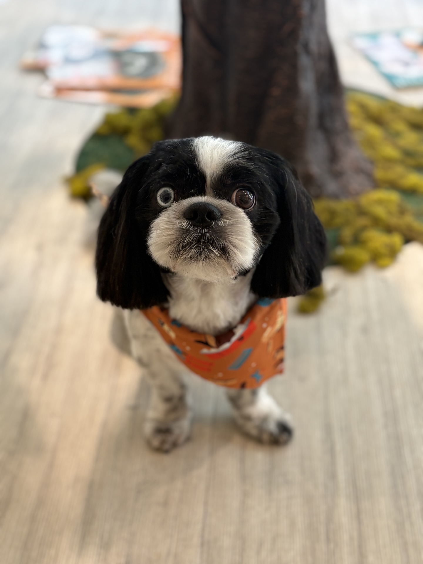Groomed dog