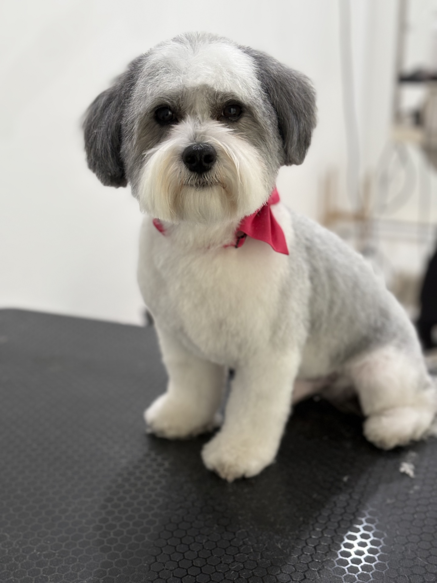 Groomed dog