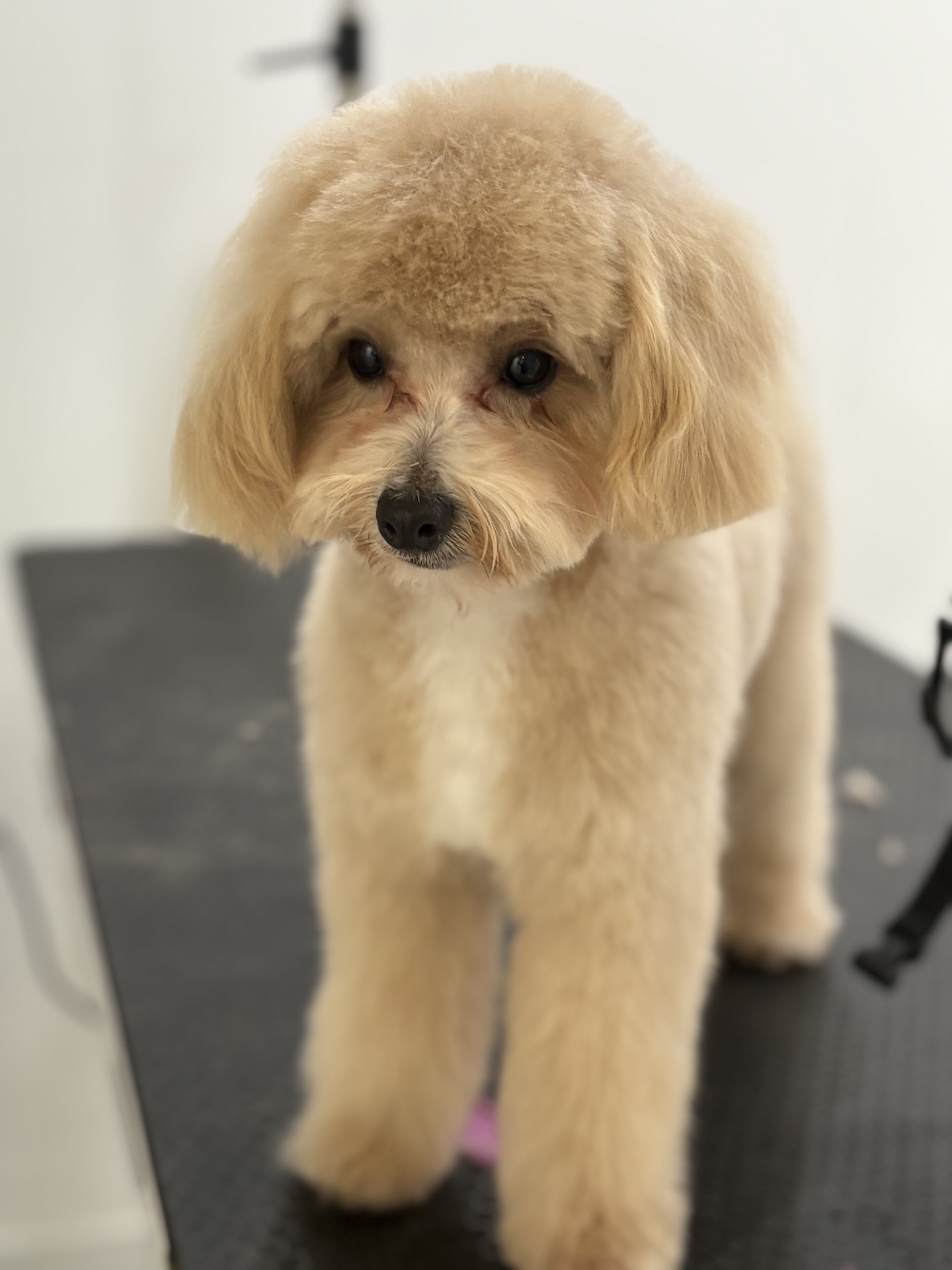 Groomed dog