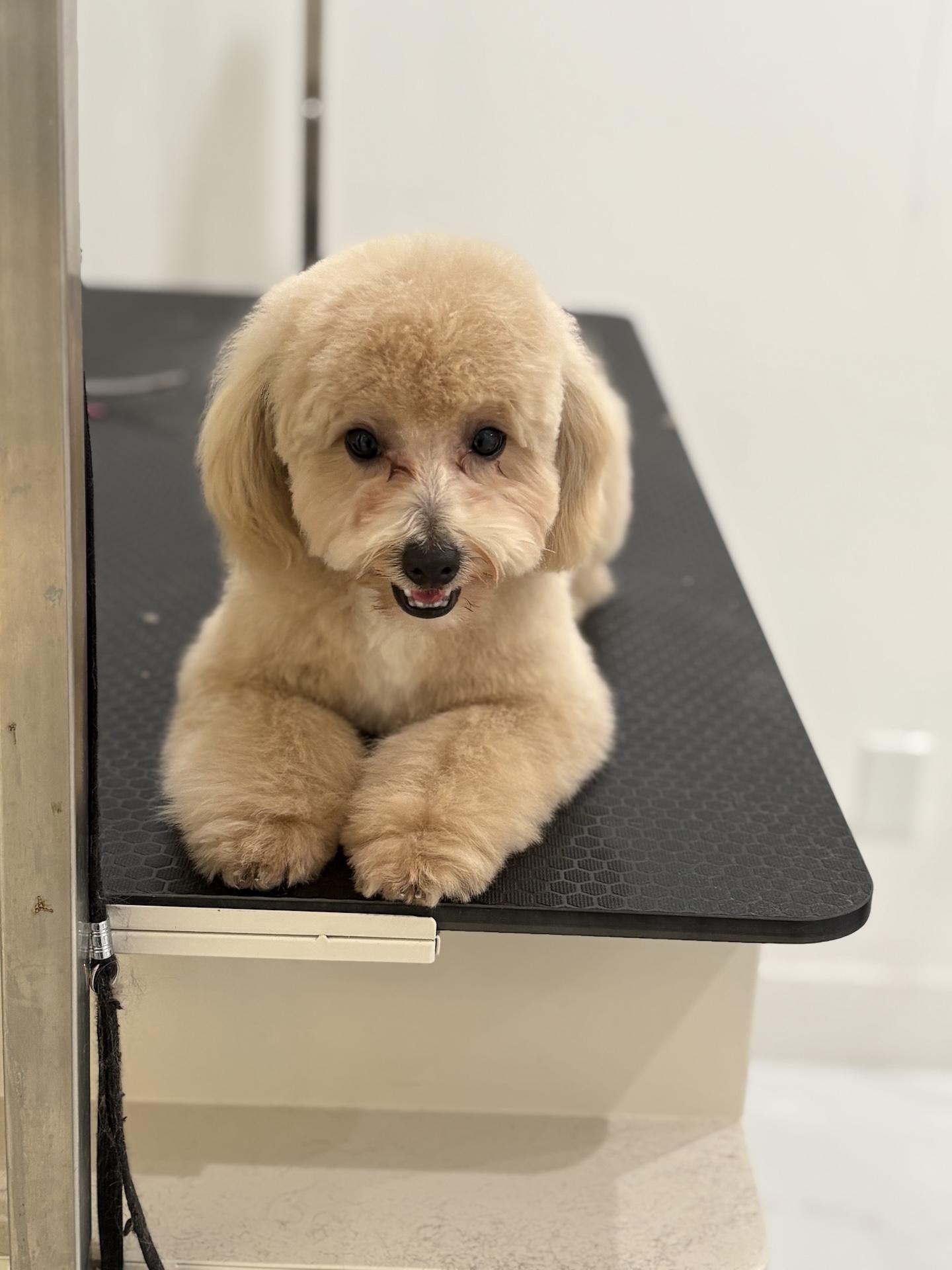 Groomed dog