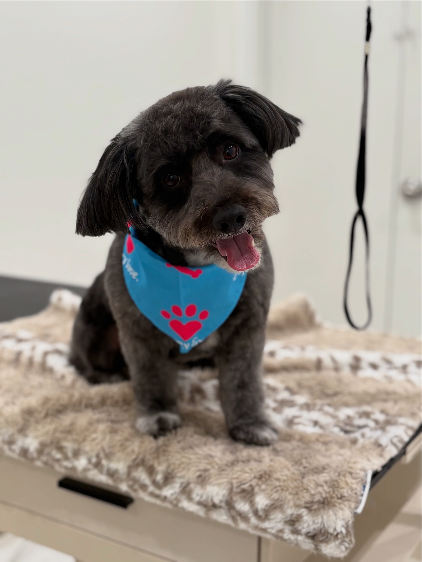 Groomed dog
