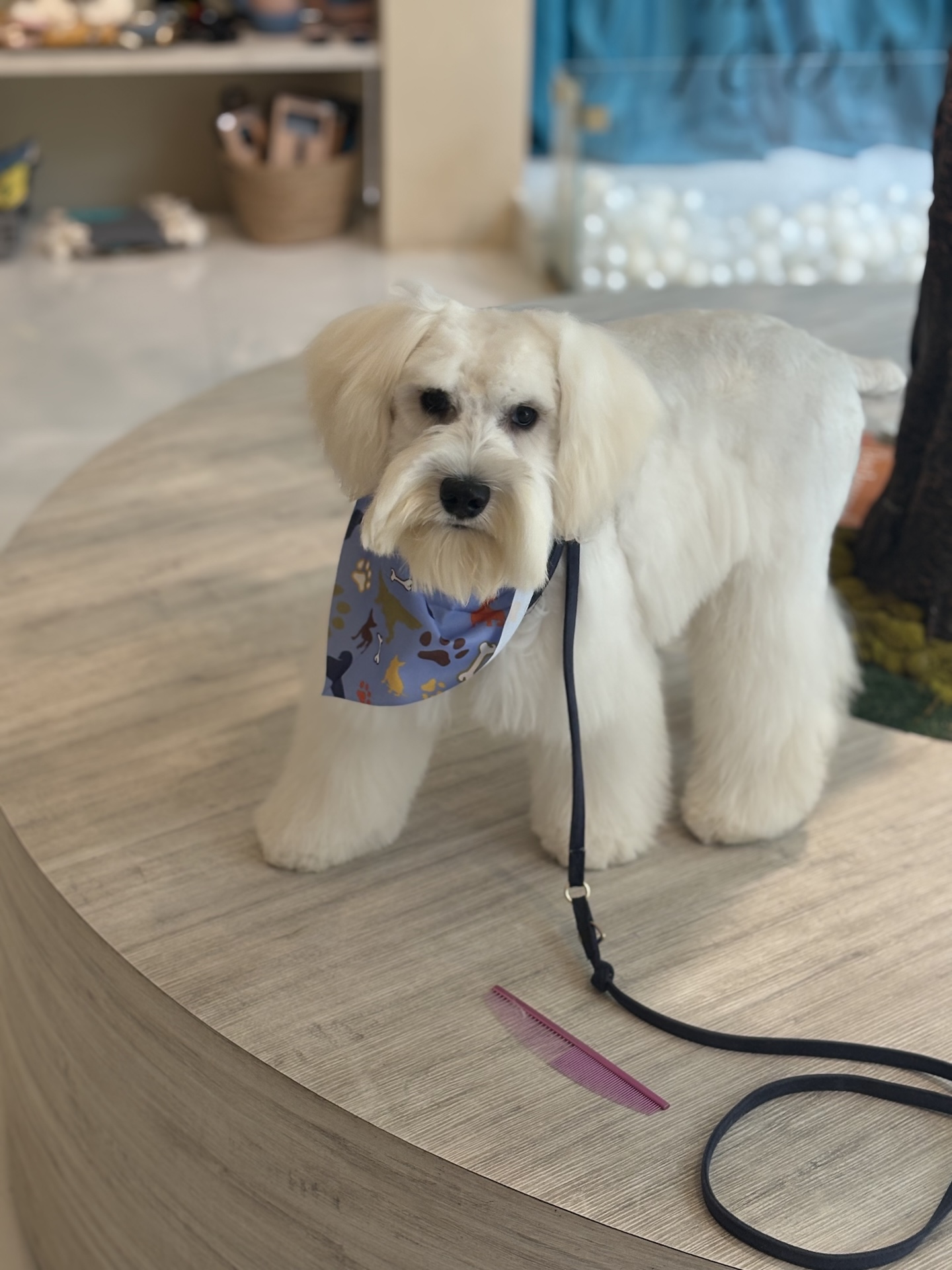 Groomed dog