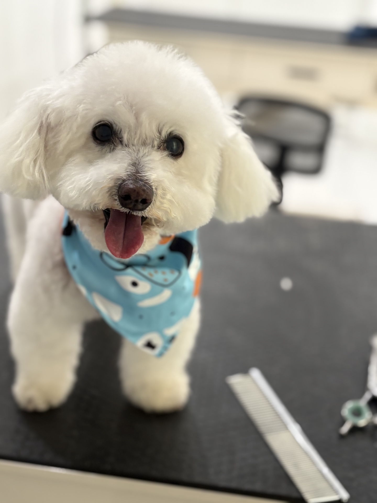 Groomed dog