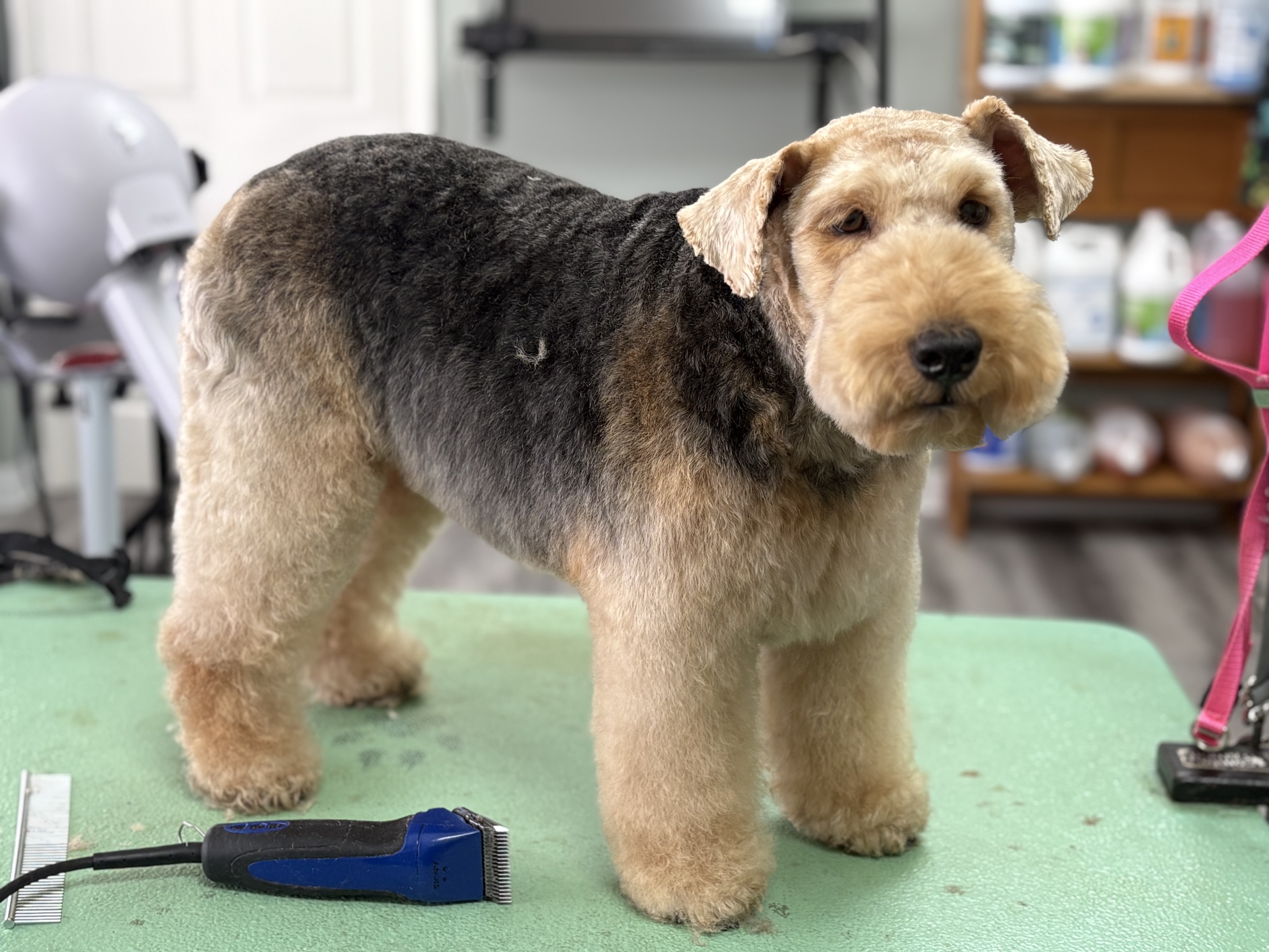 Groomed dog
