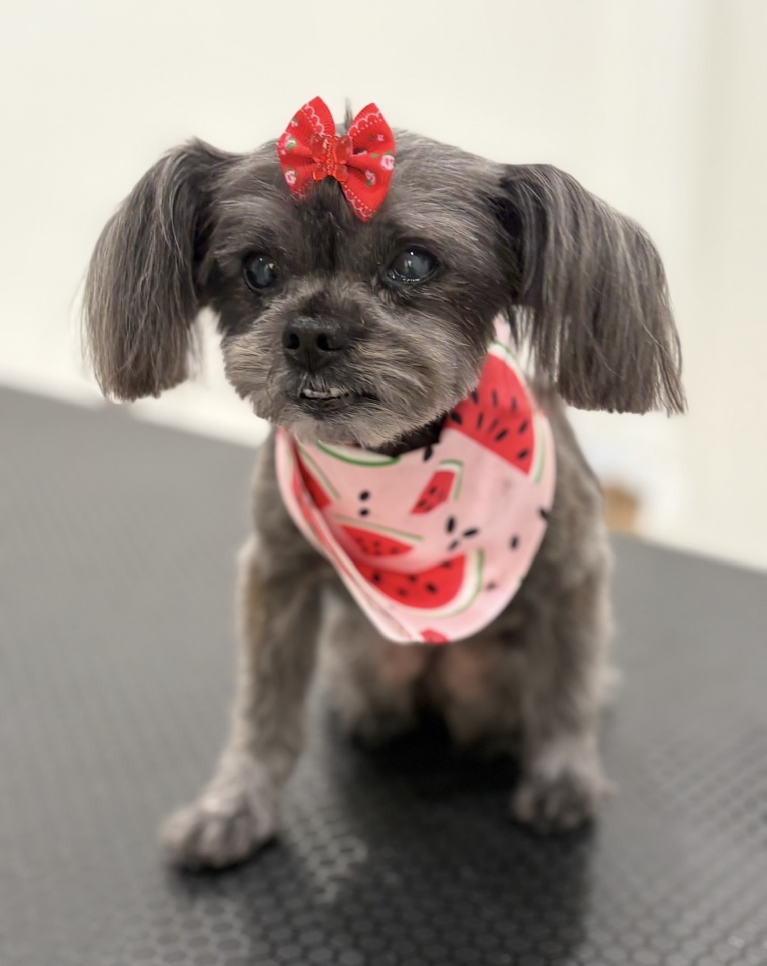 Groomed dog