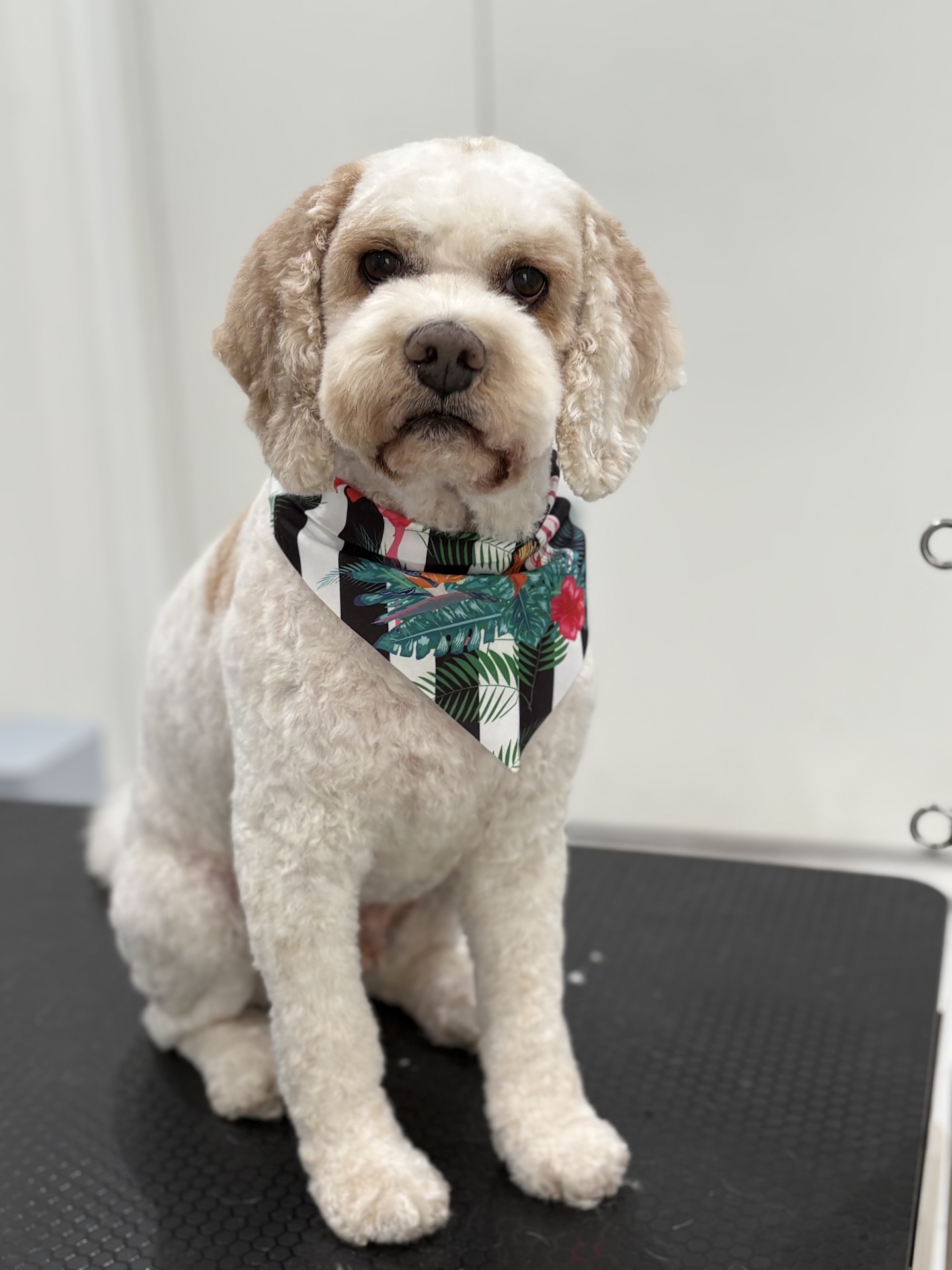 Groomed dog