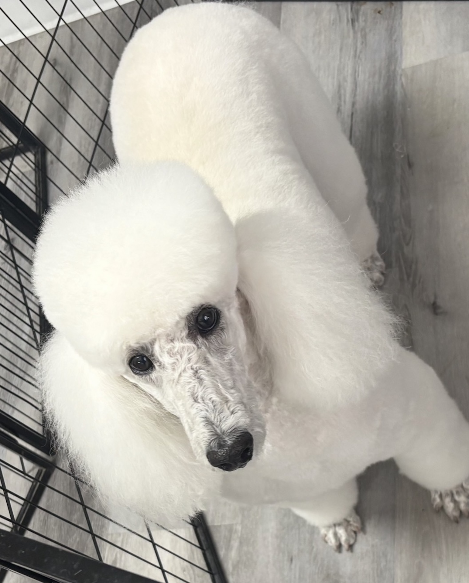 Groomed dog