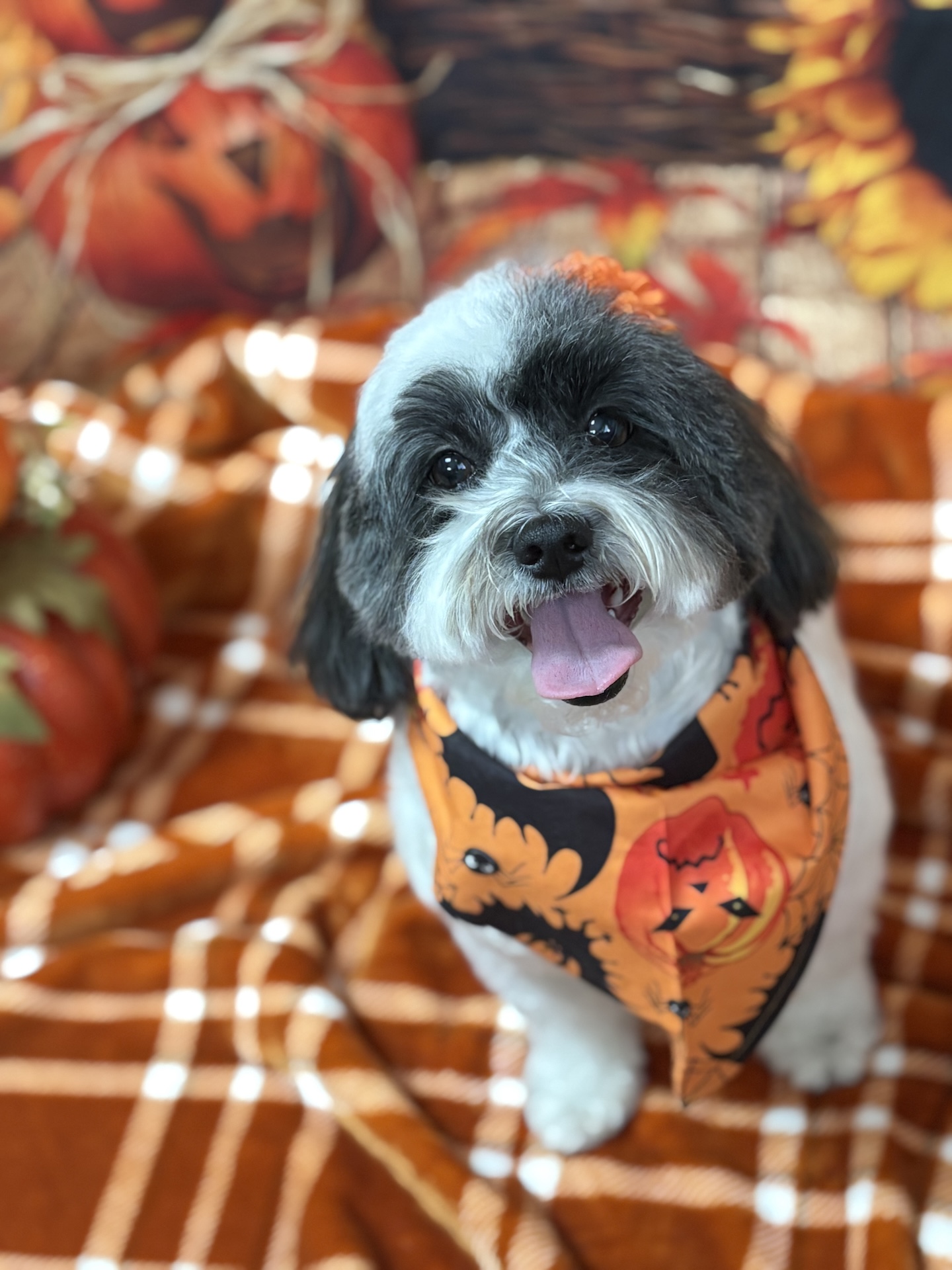Holiday dog grooming