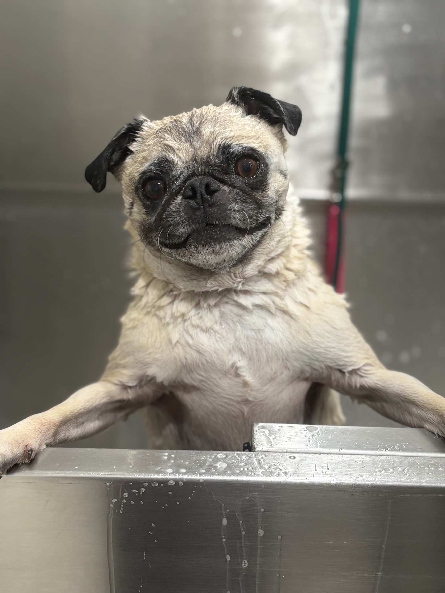 Dog getting a bath