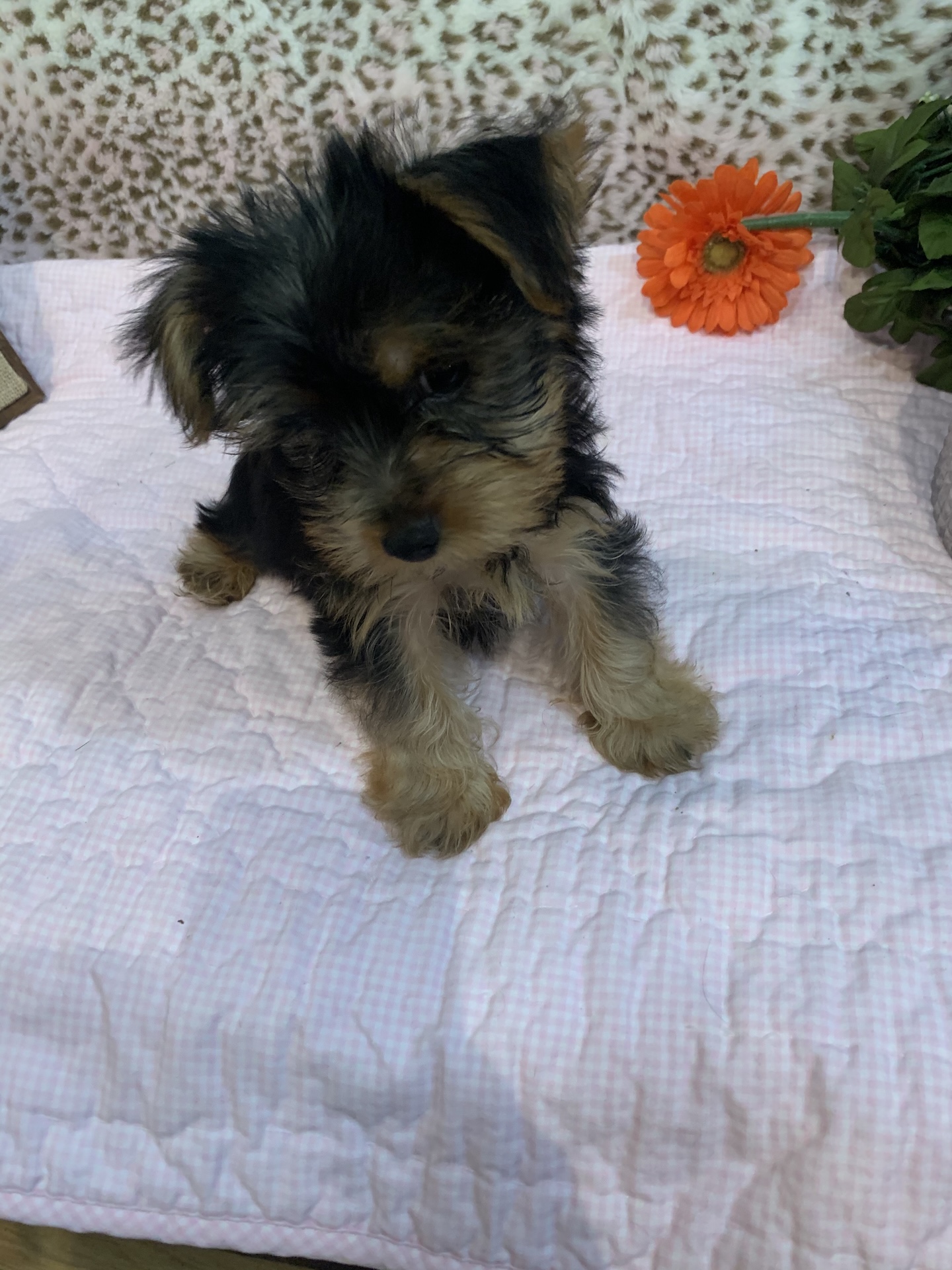 Puppy grooming