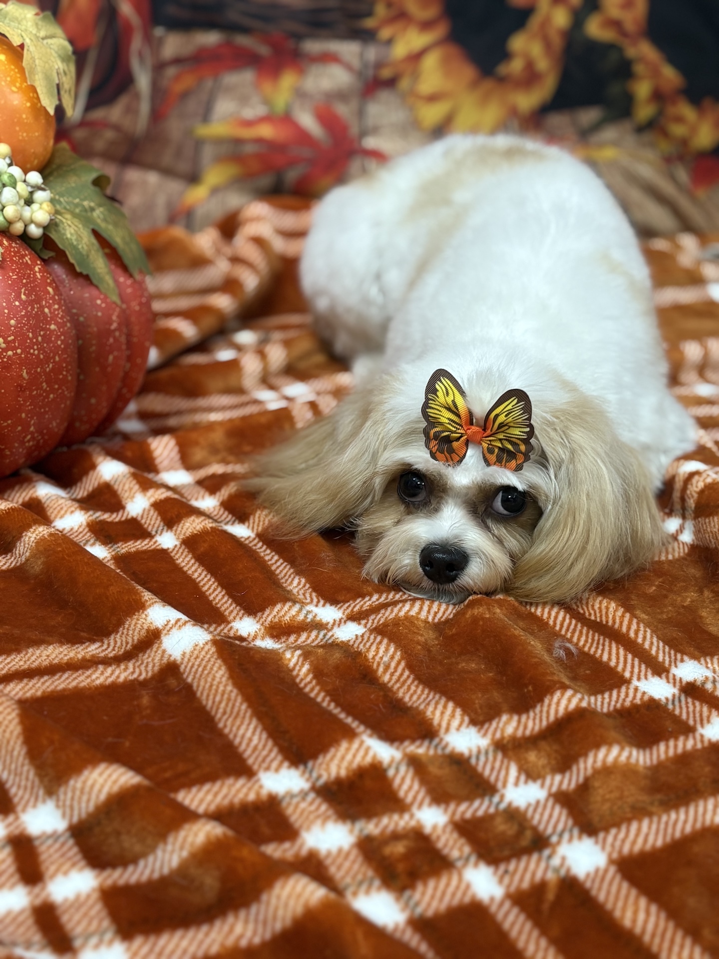 Holiday dog grooming